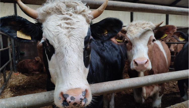 Zbliżenie na głowy czarno-białej i brązowej krowy. Głowy wystają przez zagrodę w oborze.
