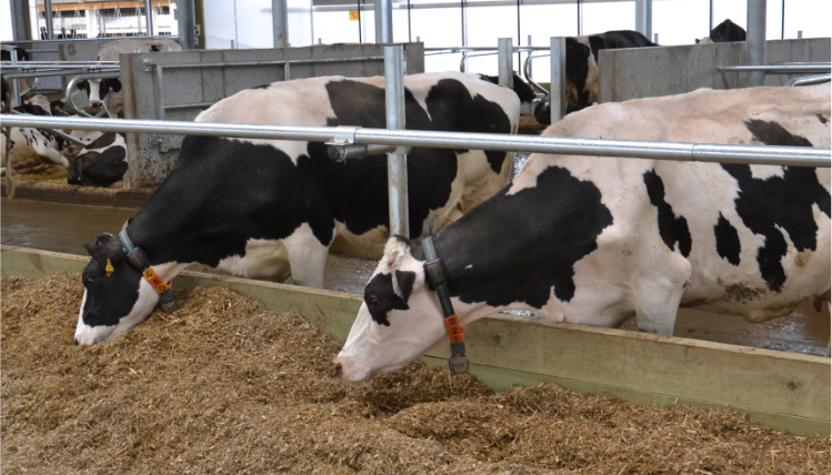 W oborze dwie krowy mleczne wystawiają głowy poza barierkę i jedzą paszę z ziemi.