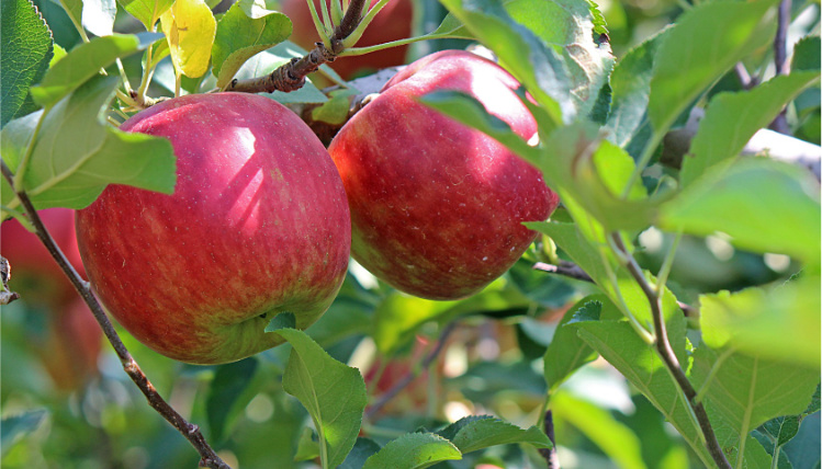 Dwa czerwone jabłka wiszą na gałązce z zielonymi liśćmi.