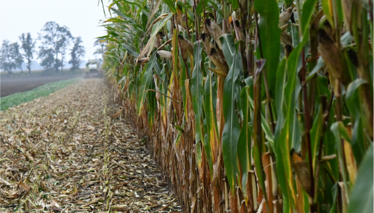 Pole kukurydzy. Po prawej stronie rośnie plon wysokiej kukurydzy, a po lewej jest ściernisko.