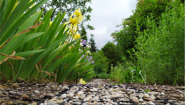 Zdjęcie z perspektywy poziomu ziemi. Ścieżka z kamyczków biegnie w głąb kadru. Po lewej stronie rosną kwiaty z żółtymi główkami, a po prawej zielona roślinność