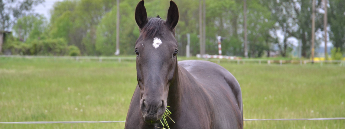 Koń o ciemnym umaszczeniu stoi na trawie i je zieleninę. Widać go od frontu.