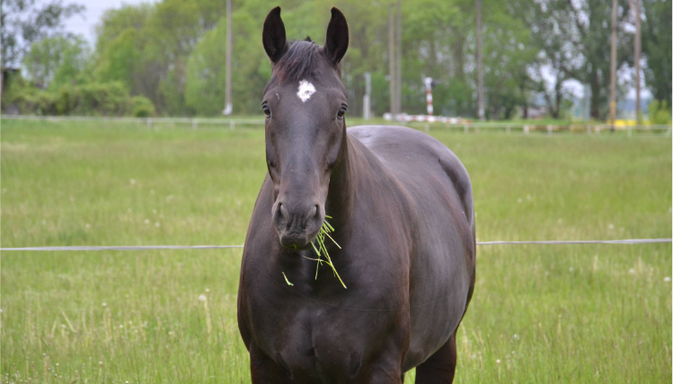 Koń o ciemnym umaszczeniu stoi na trawie i je zieleninę. Widać go od frontu.