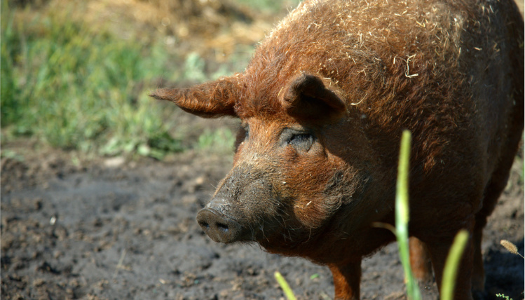 Zbliżenie na przód brązowej świni, która stoi na błocie.