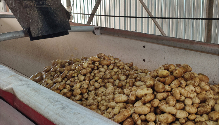 Wnętrze hali. W dużym pojemniki leżą ziemniaki. Nad pojemnikiem widać pochylnię, z której do pojemnika wpadają ziemniaki.