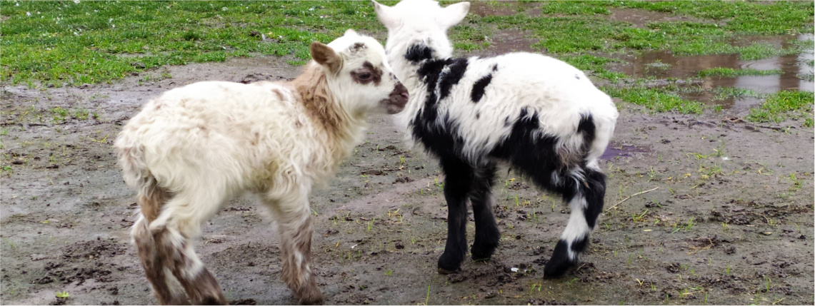 W błocie na podwórku stoją dwie małe kozy. Jedna biała, a druga biało-czarna.
