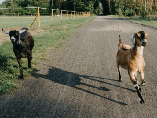 Po drodze biegną dwie kozy, czarna i brązowe. Widać je od przodu.