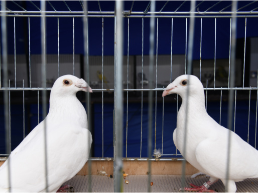 W klatce znajdują się dwa białe gołębie, które patrzą na siebie.