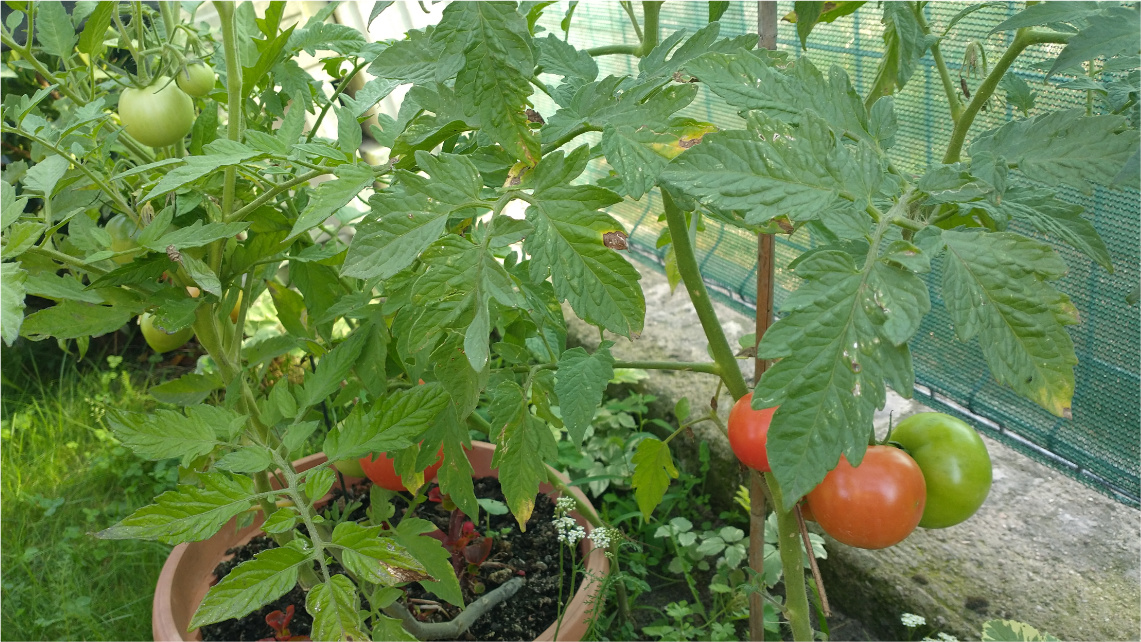 Krzak pomidorów uprawiany w doniczce.