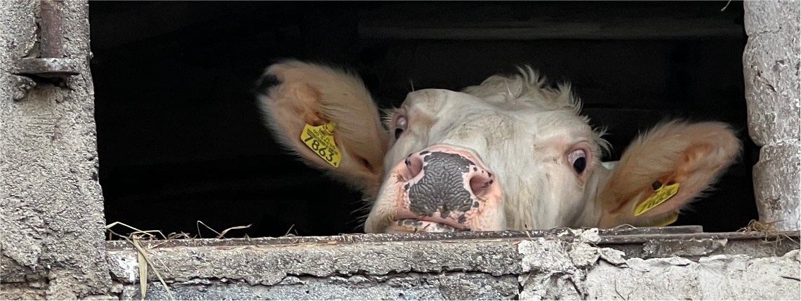Zdjecie Naglowka: krowa wygląda przez okno obory
