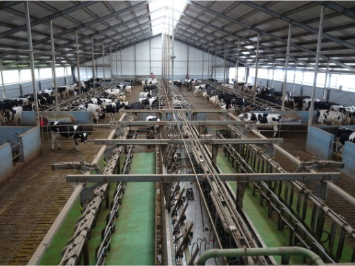 Ujęcie na wnętrze obory, w boksach znajdują się krowy. Część obory wypełnia maszyna do pracy przy krowach.