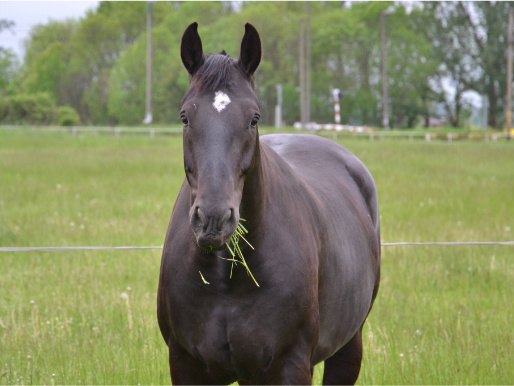 Czarny koń stoi na łące i trzyma w pysku trawę. W oddali widać drzewa.