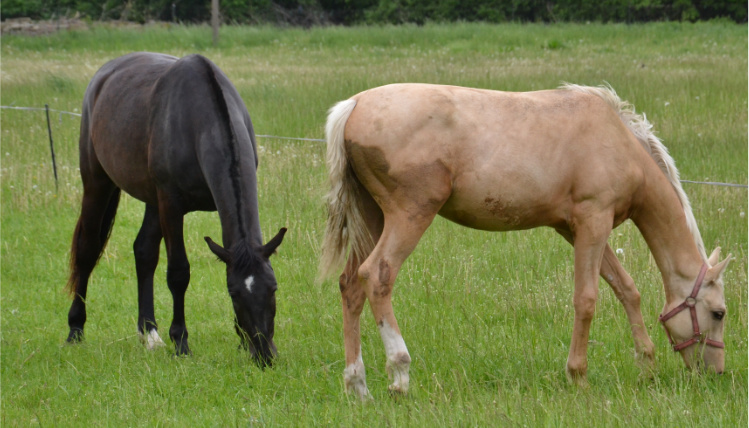 Dwa konie na łące schylają się i jedzą trawę.