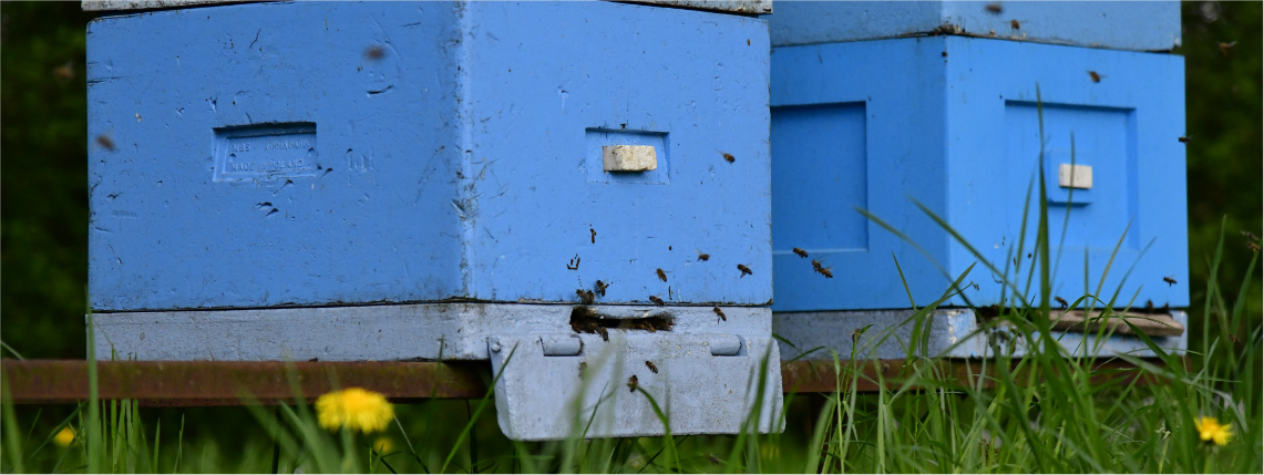Zbliżenie na trawnik z mleczem, który rośnie przed ulami w pasiece w Sielinku. Przed dwoma ulami latają pszczoły.
