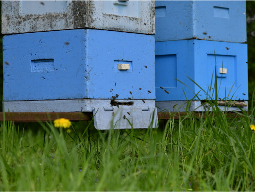 Zbliżenie na dół niebieskiego ula. Z otworu u podstawy wylatuje kilka pszczół. W tle widać drugi niebieski ul, wokół nich rośnie trawa.