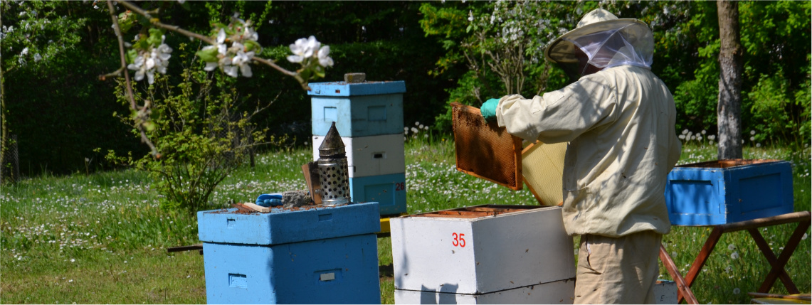 W ogrodzie stoją cztery ule. Przy jednym z nich pracuje pszczelarz, który wyciąga z ula ramki z pszczołami. Mężczyzna ubrany jest w strój ochronny, ma odzież z długim rękawem, rękawice oraz kapelusz z siatką.