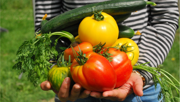 Zbliżenie na dłonie osoby, w których jest stos warzyw - czerwone i żółte pomidory, cukinia, marchew.