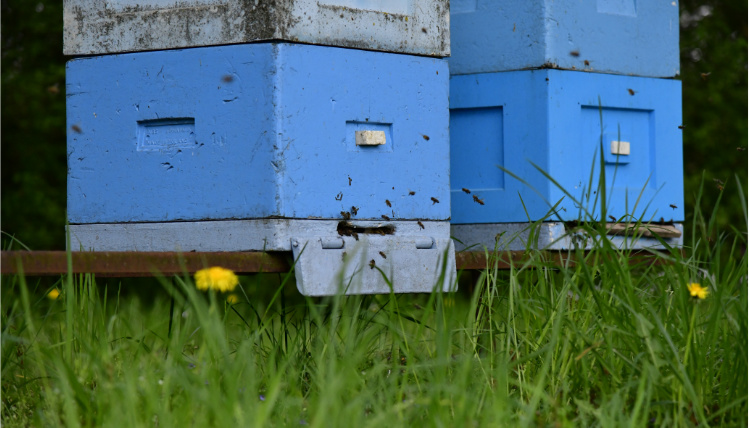 Dwa ule pszczele widoczne z bliska stoją na trawie. Na pierwszym planie widoczne są źdźbła trawy, nad którymi latają pszczoły.