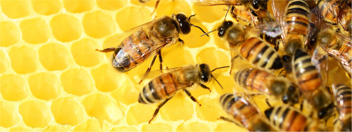 Zbliżenie na plaster miodu, na którym siedzą pszczoły.