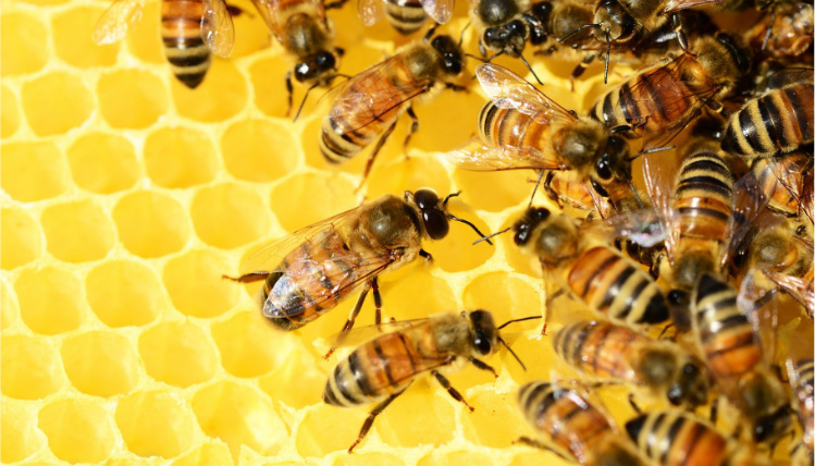 Zbliżenie na plaster miodu, na którym siedzą pszczoły.
