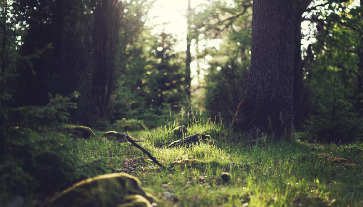 Półmrok w lesie. W centralnej części zdjęcia jest trawa, na którą padają promienie słońca. Z tyłu rosną drzewa.