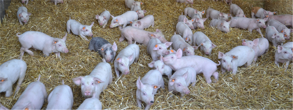 Inwestycje odtwarzające potencjał produkcji rolnej – nabór do końca roku Wnętrze obory. Na sianie stoi stado świń.