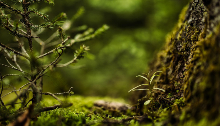 Właściciele lasów będą mogli uzyskać dofinansowanie na inwestycje (zdjęcie: Pixabay) Zbliżenie na mech pokrywający korę drzewa. Obok niego widać gałązkę z igłami.