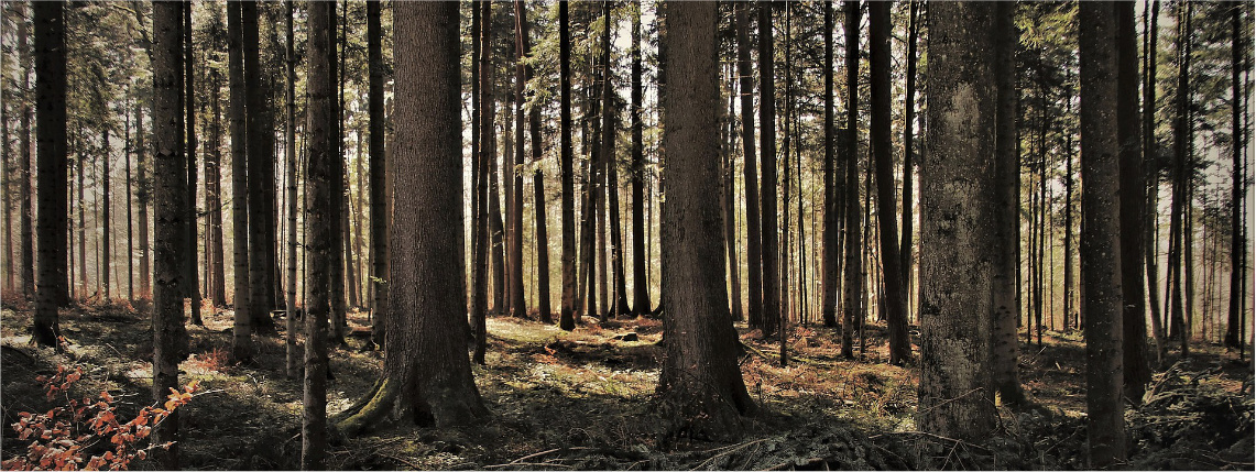 Zdjęcie ilustracyjne. Na fotografii widoczne są drzewa w lesie.