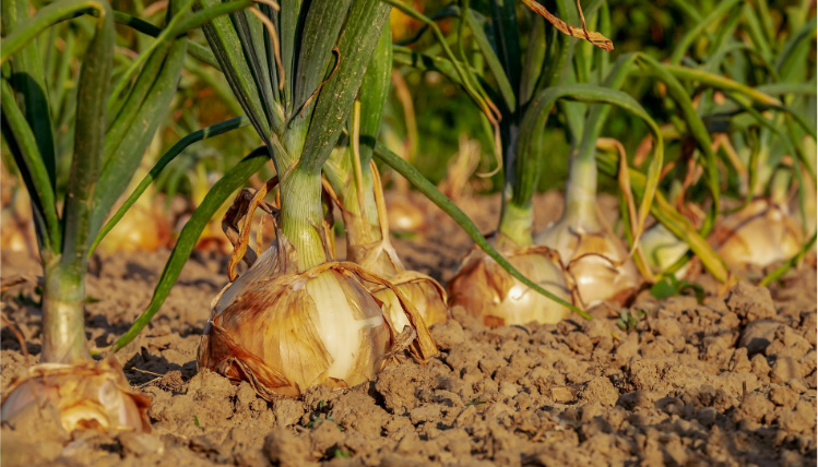 Zbliżenie na pole cebuli. Z ziemi wyrastają cebule, widać ich główkę oraz liście.
