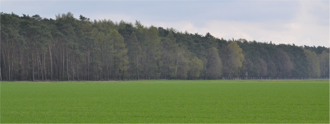 Innowacyjne rozwiązania na trwałych użytkach zielonych Szeroki widok na zielone pole i las.