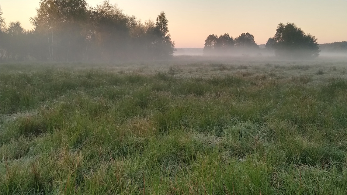 Widok na porośniętą łąkę z chwastami. W tle są drzewa. Łąkę spowija mgła.