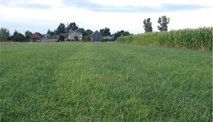 Widok na zadbaną łąkę. Obok na polu rośnie plon, w tle widać domy.