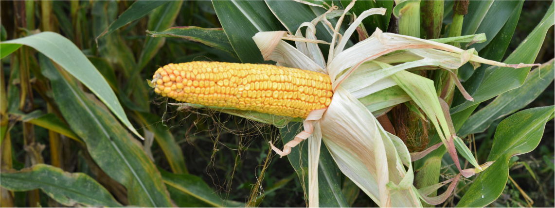 Zbliżenie na kolbę kukurydzy rosnącą na polu.