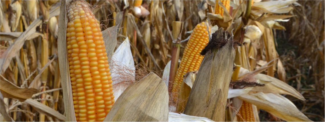 Zbliżenie na kolby kukurydzy rosnące na polu.
