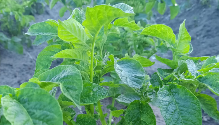 Zbliżenie na zielone liście rosnącego ziemniaka.