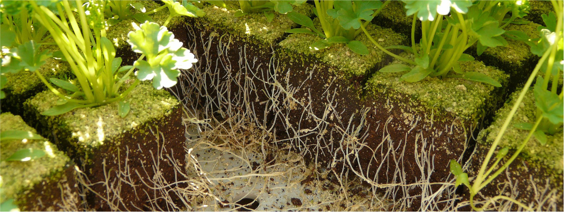 Kostki gleby, ukazujące przekrój rosnącej pietruszki. Widać łodygi z liśćmi, a także korzenie.