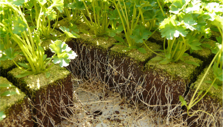 Kostki gleby, ukazujące przekrój rosnącej pietruszki. Widać łodygi z liśćmi, a także korzenie.
