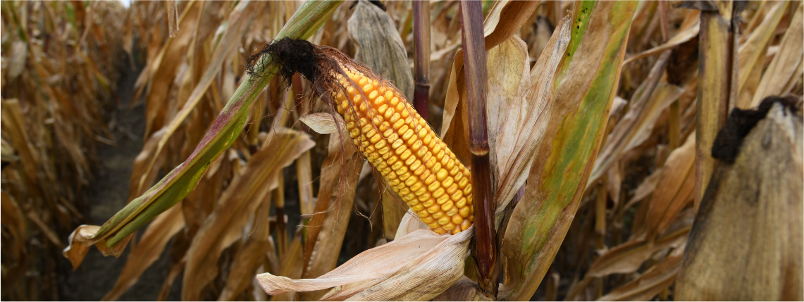 Zbliżenie na kolbę kukurydzy na polu.