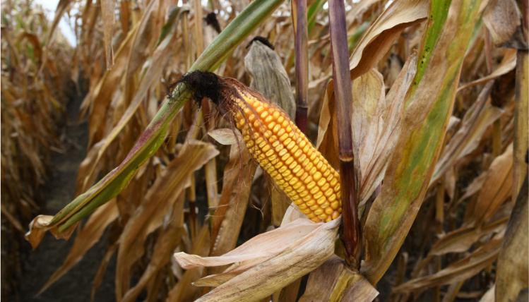 Zbliżenie na kolbę kukurydzy na polu.