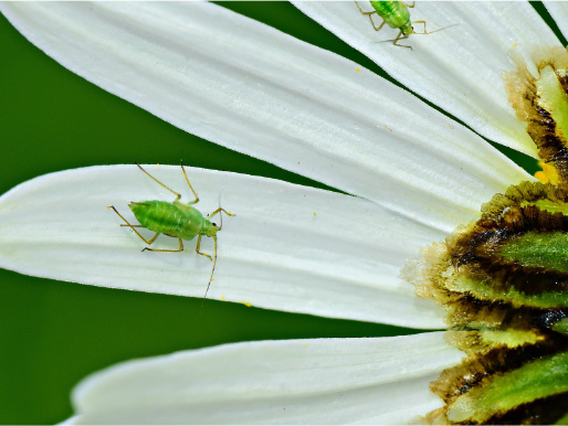 Zbliżenie na białe płatki kwiatu, na nich siedzą dwie zielone mszyce. Są to małe robaki z sześcioma odnóżami.