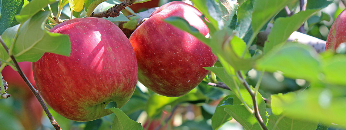 Dwa czerwone jabłka wiszą na gałązce z zielonymi liśćmi.