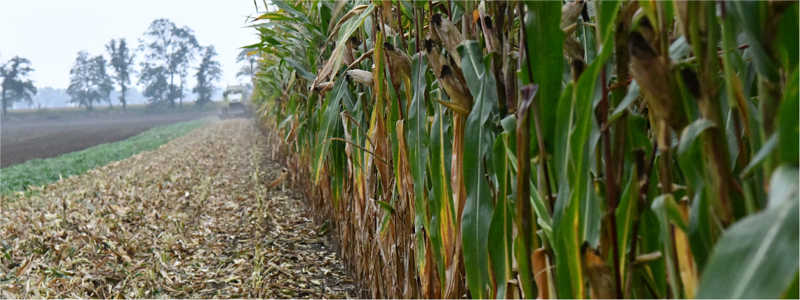 Pole kukurydzy. Po prawej stronie rośnie plon wysokiej kukurydzy, a po lewej jest ściernisko.