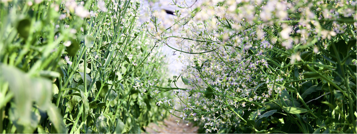 Ścieżka między rosnącą rzodkwią oleistą, która ma zielone łodygi i liście oraz białe kwiatki.