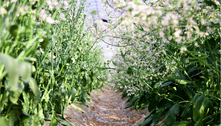 Ścieżka między rosnącą rzodkwią oleistą, która ma zielone łodygi i liście oraz białe kwiatki.