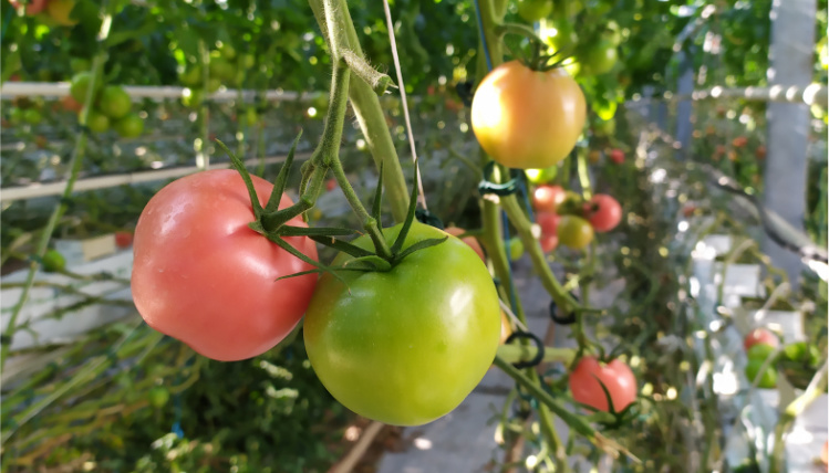 Zbliżenie na dwa pomidory na gałązce, jeden jest czerwony, a drugi zielony. W tle widać pnącza i inne pomidory.