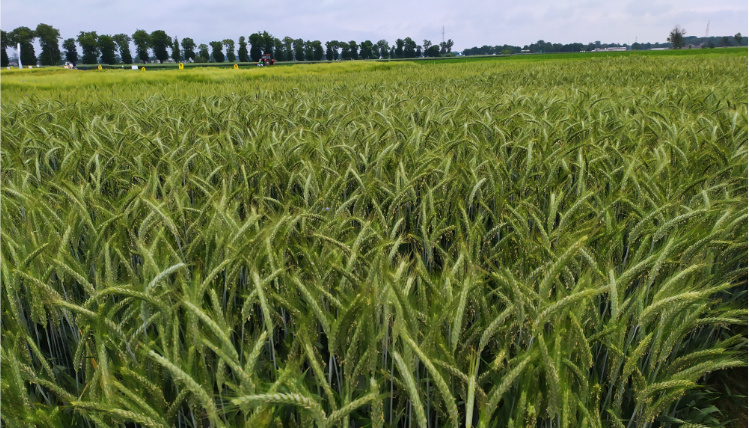Wybór materiału siewnego, jako środka produkcji ma kluczowy wpływ na wielkość i jakość uzyskanego plonu Pochmurny dzień. Na zdjęciu widoczne jest pole pełne zielonej, dojrzewającej uprawy. W tle widoczne są drzewa.