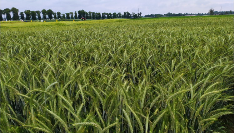 Pochmurny dzień. Na zdjęciu widoczne jest pole pełne zielonej, dojrzewającej uprawy. W tle widoczne są drzewa.