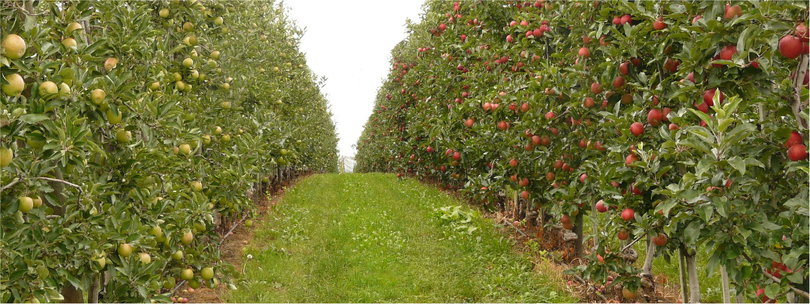Alejka w sadzie. Po obu stronach gęsto rosną jabłonie z owocami.