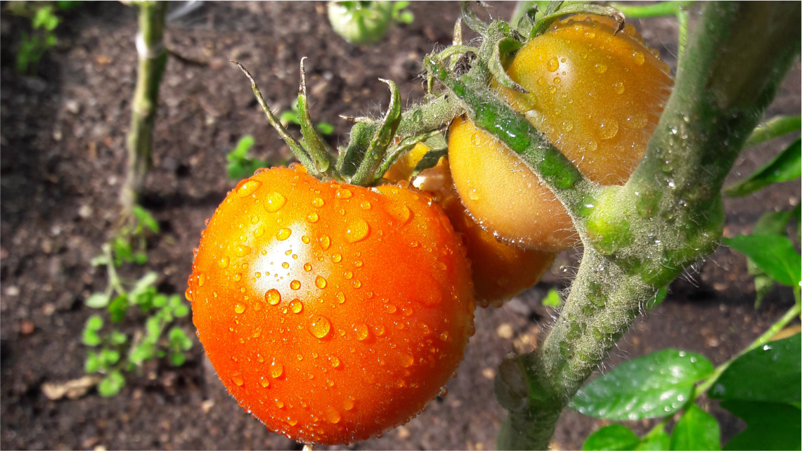 Zbliżenie na rosnące pomidory. Na gałązce wiszą dwa dojrzewające pomidory, na których widać krople wody.