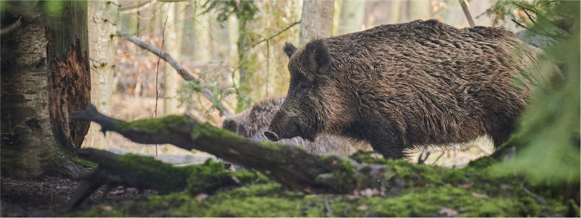 Występowanie ASF w powiecie poznańskim (zdjęcie: Pixabay) Dzik w lesie. Widać go od boku, przed nim znajduje się konar z mchem.